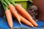 Carrots